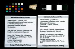 Foto (Objekt + Etikett) von Cracensigillatus gracilirostrus (Robins, Feldmann & Schweitzer, 2013)  (NHMW-GEO-1990-0041-4665a)